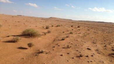 صحراء الانبار